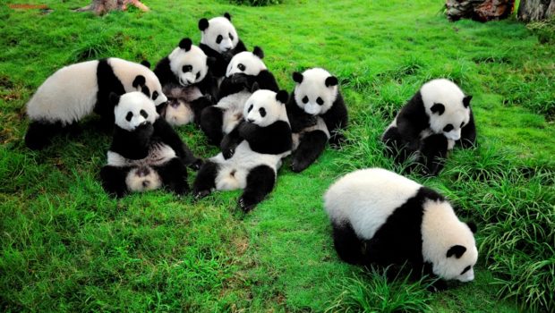 Chengdu- famous for cute Giant pandas- Top 10 Best Places to Visit in China Tours