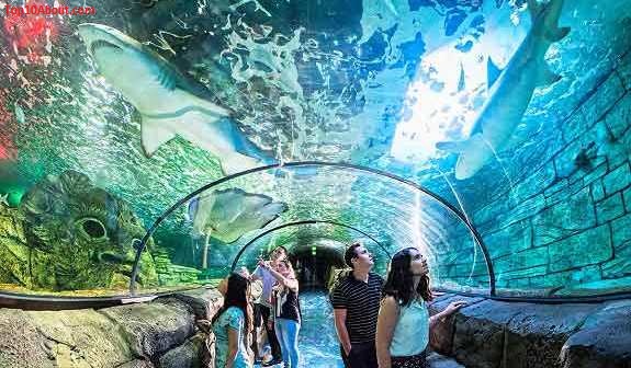 Sea life Sydney Aquarium- Top 10 Best Places to Visit in Sydney