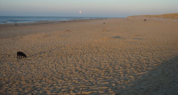 Texel beach- Top 10 Best Beaches in Netherlands