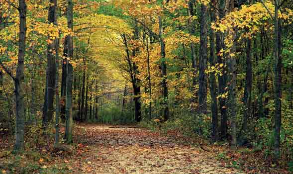 Broceliande Forest- Top 10 Most Haunted Places in the World