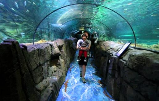 Sea Life London Aquarium Top 10 Fun places for Kids in London   