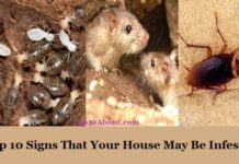 Top 10 Signs That Your House May Be Infested