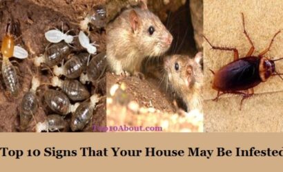 Top 10 Signs That Your House May Be Infested