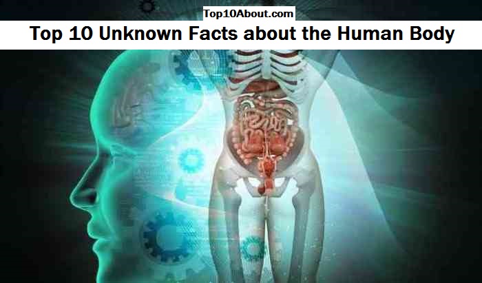 Top 10 Unknown Facts about the Human Body