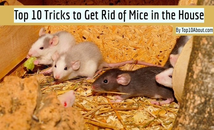 Top 10 Tricks to Get Rid of Mice in the House