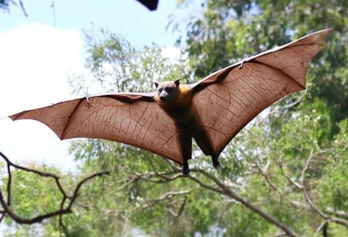 Black flying fox- Top 10 Modern Giant Creatures of the Earth You must Know