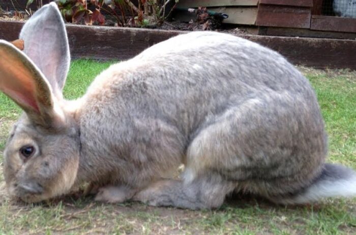Flemish giant rabbit- Top 10 Modern Giant Creatures of the Earth You must Know