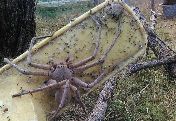 Giant huntsman spider- Top 10 Modern Giant Creatures of the Earth You must Know