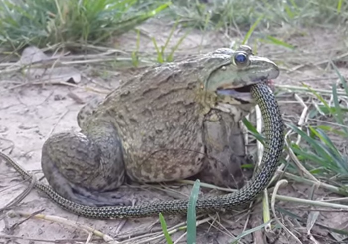 Goliath Frog- Top 10 Modern Giant Creatures of the Earth You must Know