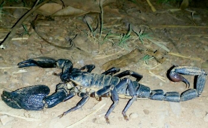 Indian giant forest scorpion- Top 10 Modern Giant Creatures of the Earth You must Know