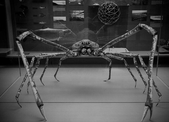 Japanese spider crab- Top 10 Modern Giant Creatures of the Earth You must Know