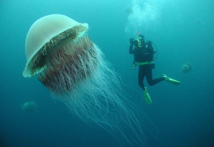 Lion’s mane Jellyfish- Top 10 Modern Giant Creatures of the Earth You must Know