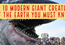 Top 10 Modern Giant Creatures of the Earth You must Know