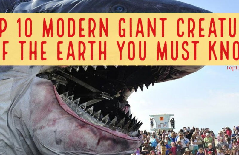 Top 10 Modern Giant Creatures of the Earth You must Know