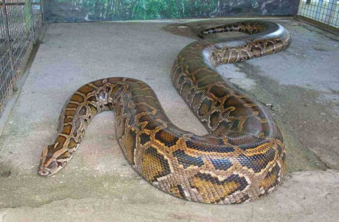 Reticulated Python- Top 10 Modern Giant Creatures of the Earth You must Know